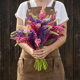 Russell Mix, Lupine Seeds